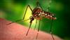 mosquito_sick.jpg